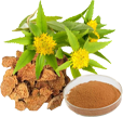 Rhodiola rosea
